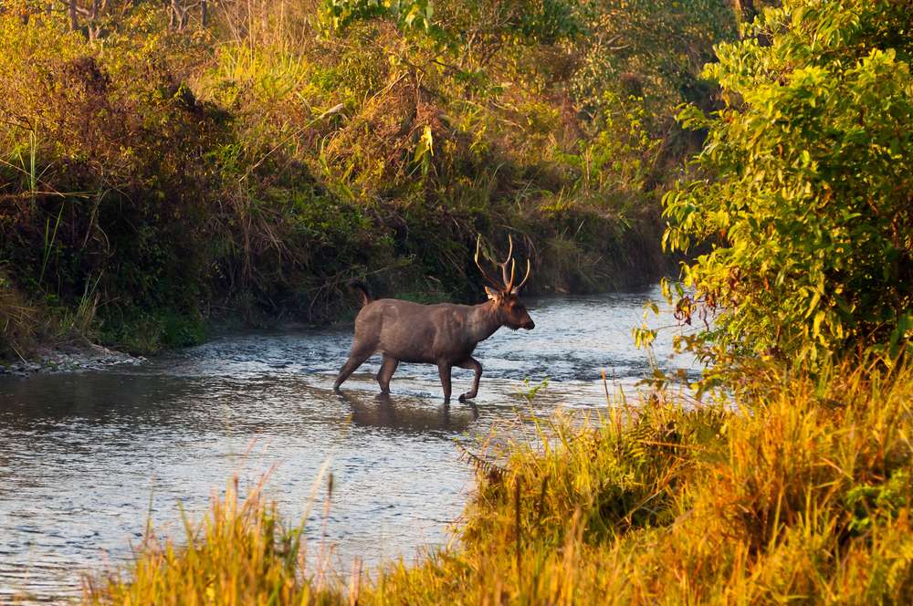 Jaldapara National Park