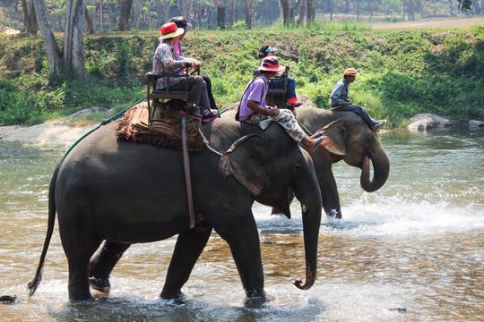 Elephant Trekking Koh Samui | Book Online & Save 25%