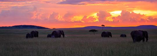 40 Masai Mara Packages {{year}} - Get UPTO 40% OFF