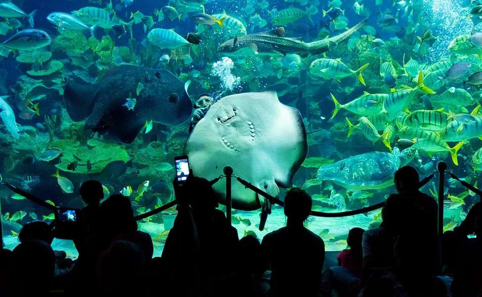 Witness the Underwater Beauty at Aquaria KLCC