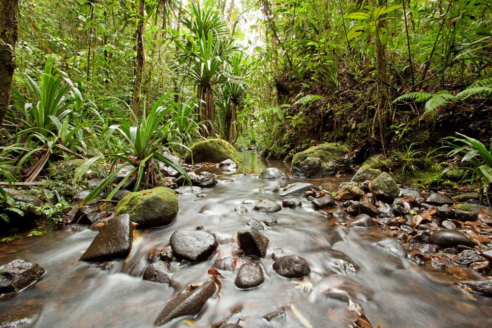 Colo-I-Suva Forest Park