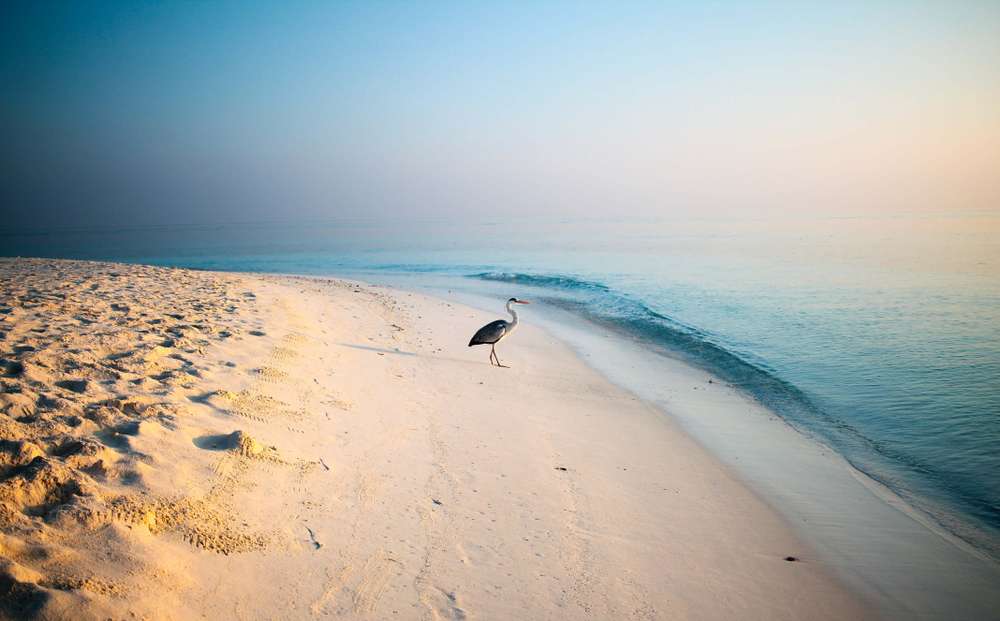 Fihalhohi Island Beach