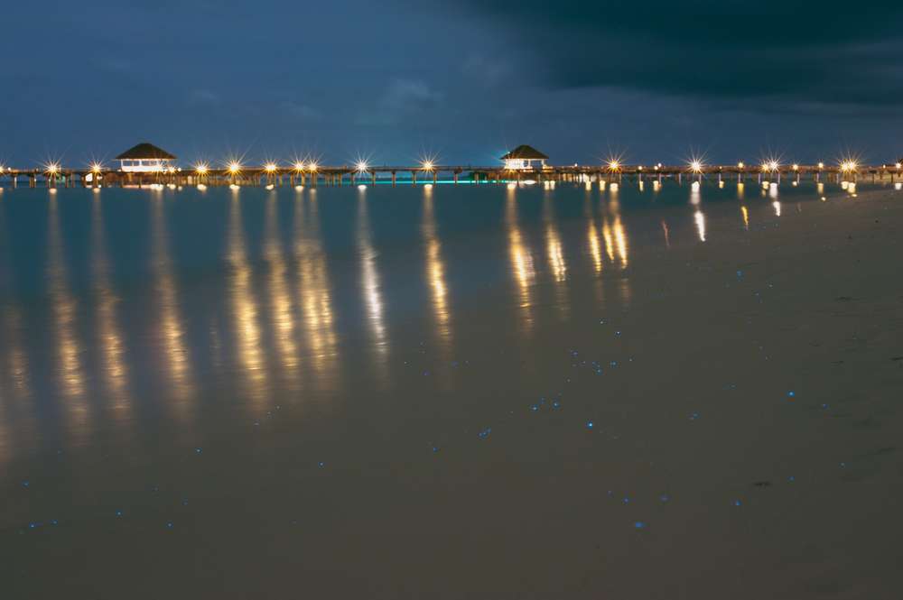 Bioluminescent Beaches