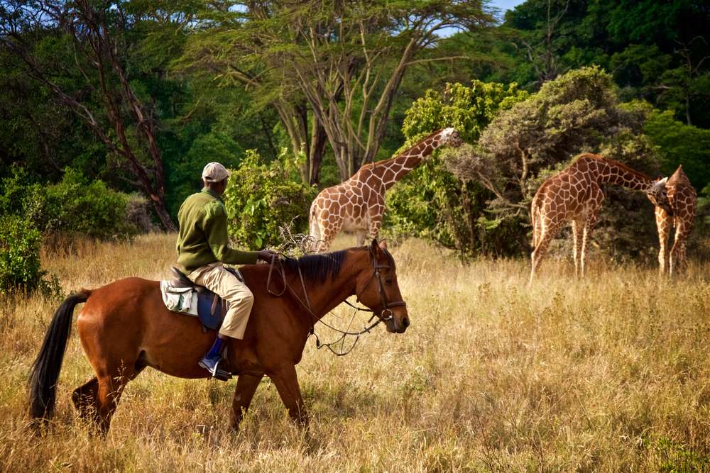 Safaris on Horseback