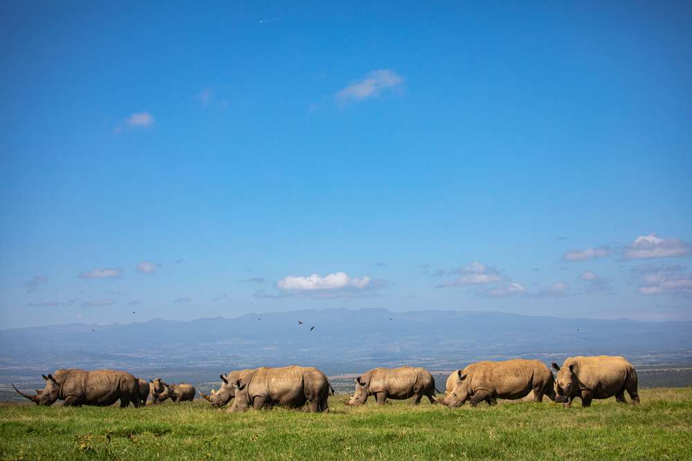 Solio Reserve and Conservancy