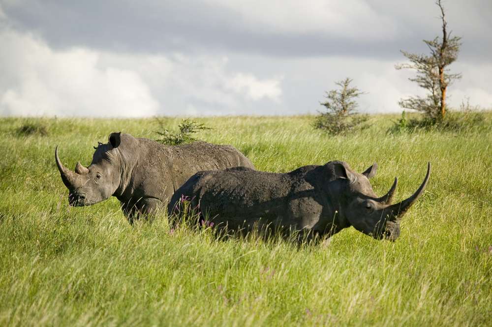 Lewa Wildlife Conservancy