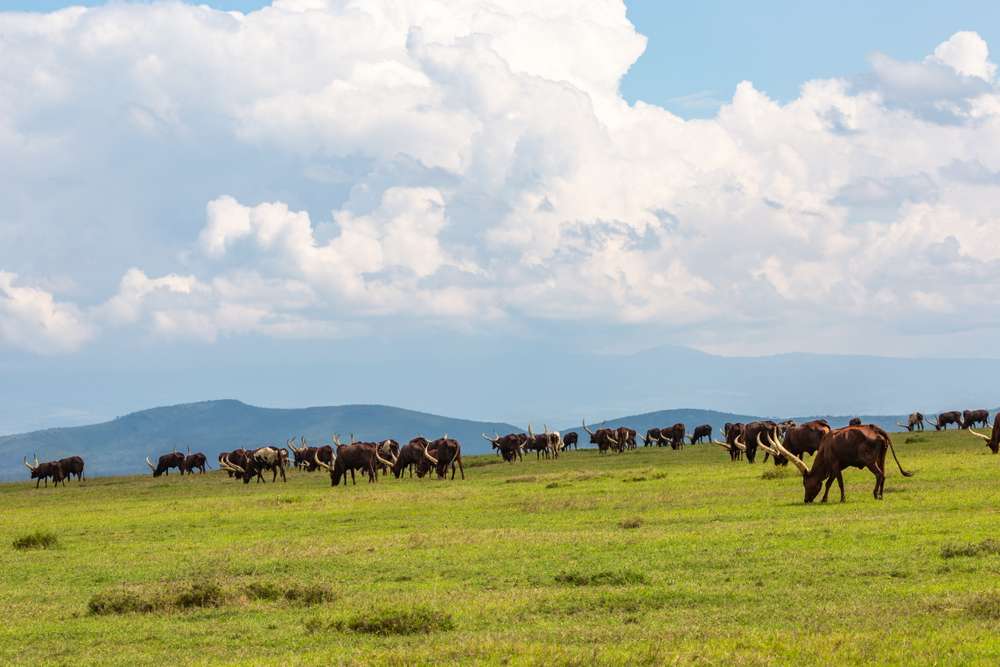 Laikipia Plateau