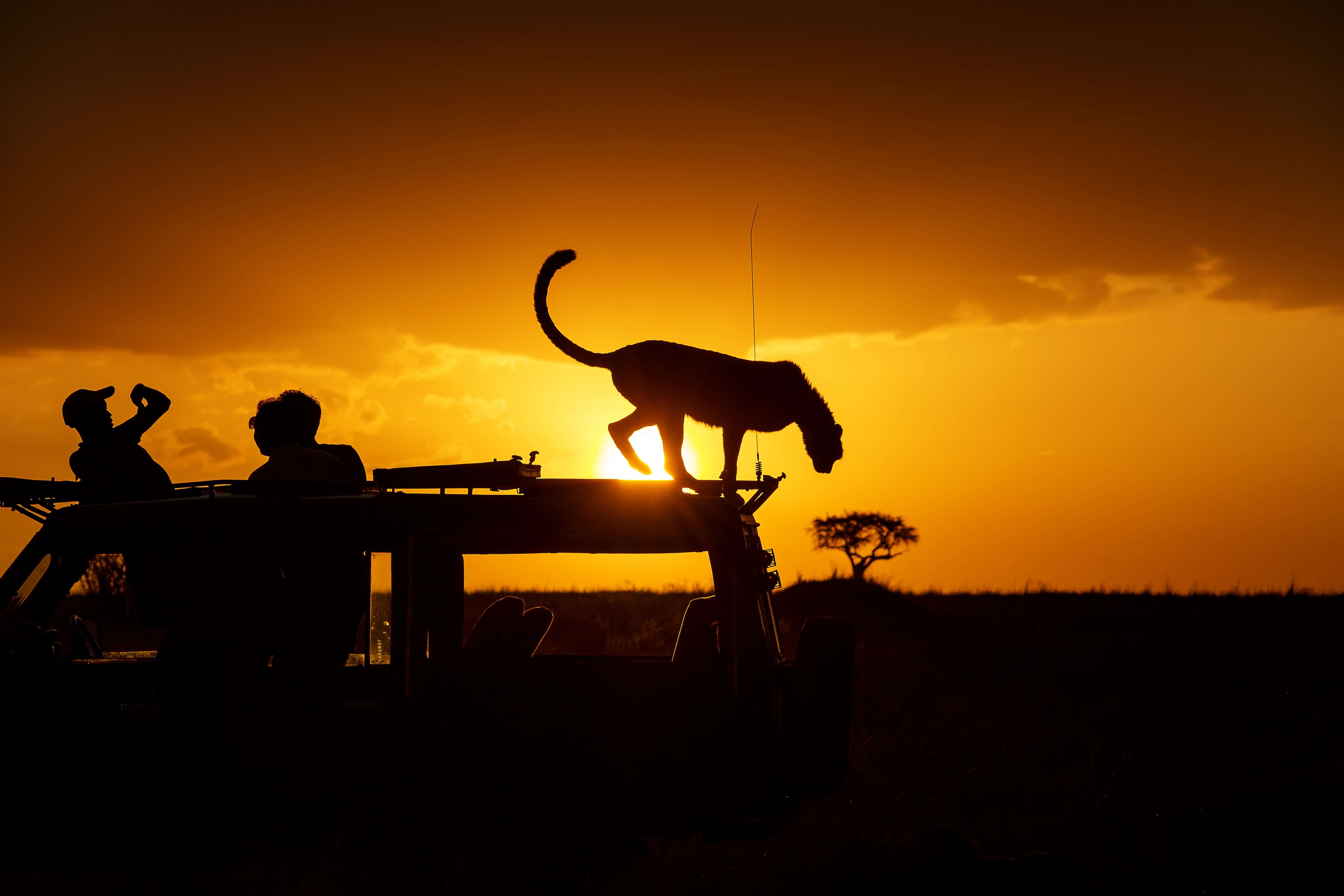 40 Kenya Safari Packages {{year}} - UPTO 35% OFF