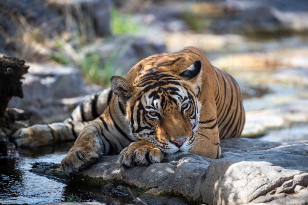 History of Sariska National Park Safari