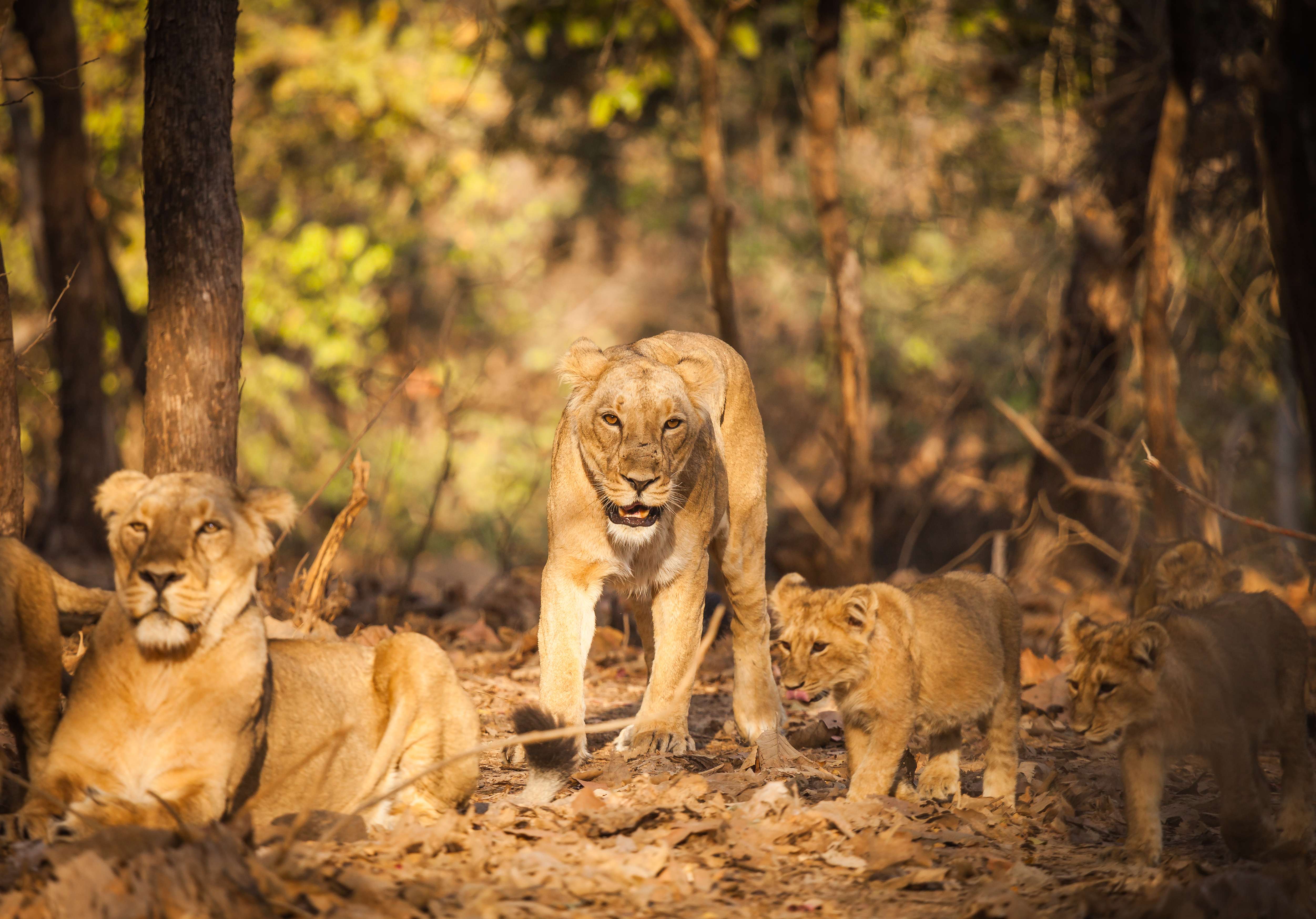 Gir National Park