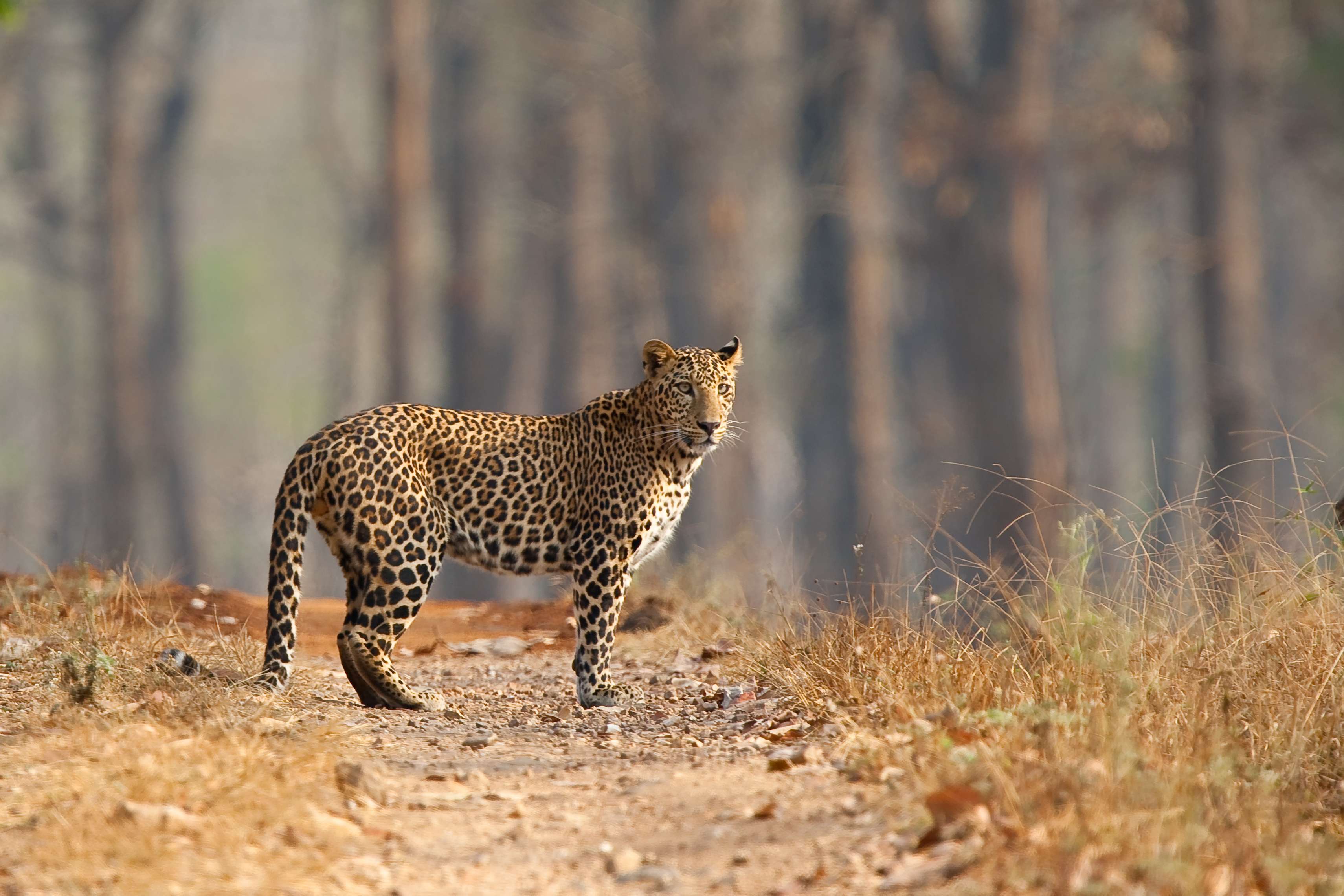 Bhamragarh Wildlife Sanctuary