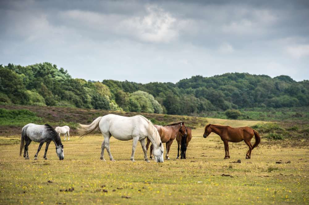 New Forest National Park, England