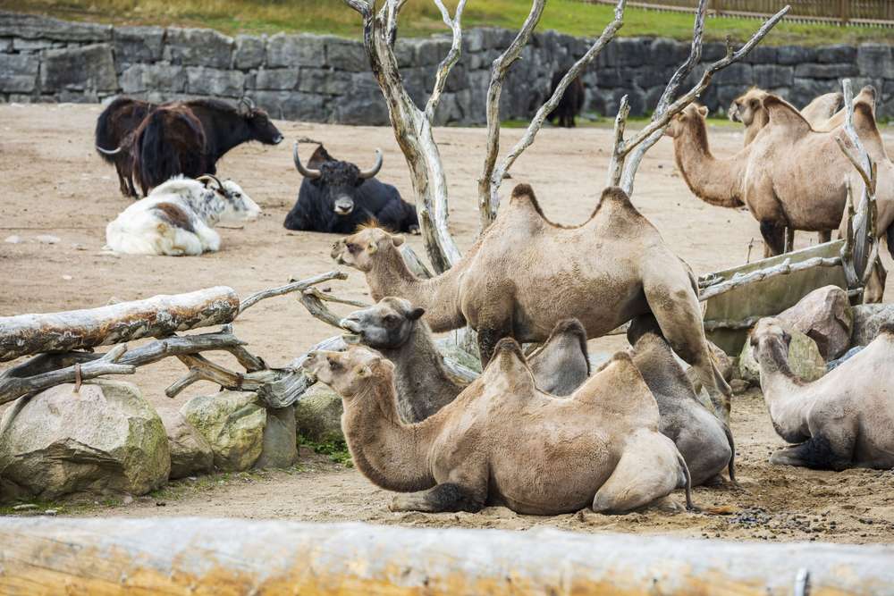 Go wildlife spotting at the Kolmarden Wildlife Park