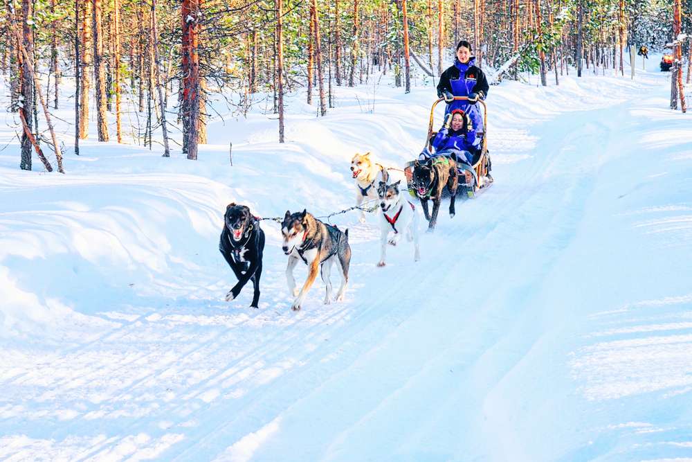 Go For Dog Sledding