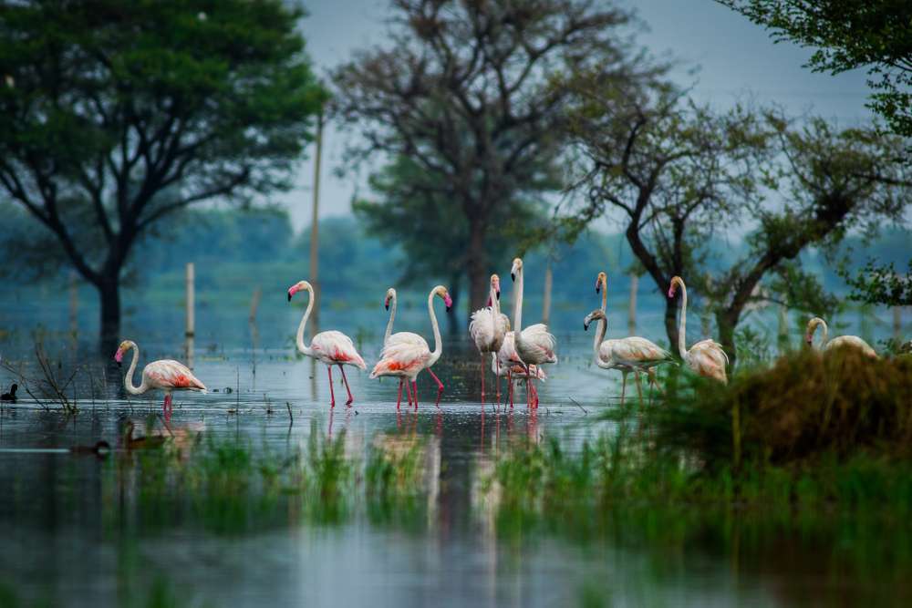 How To Reach Bharatpur Bird Sanctuary