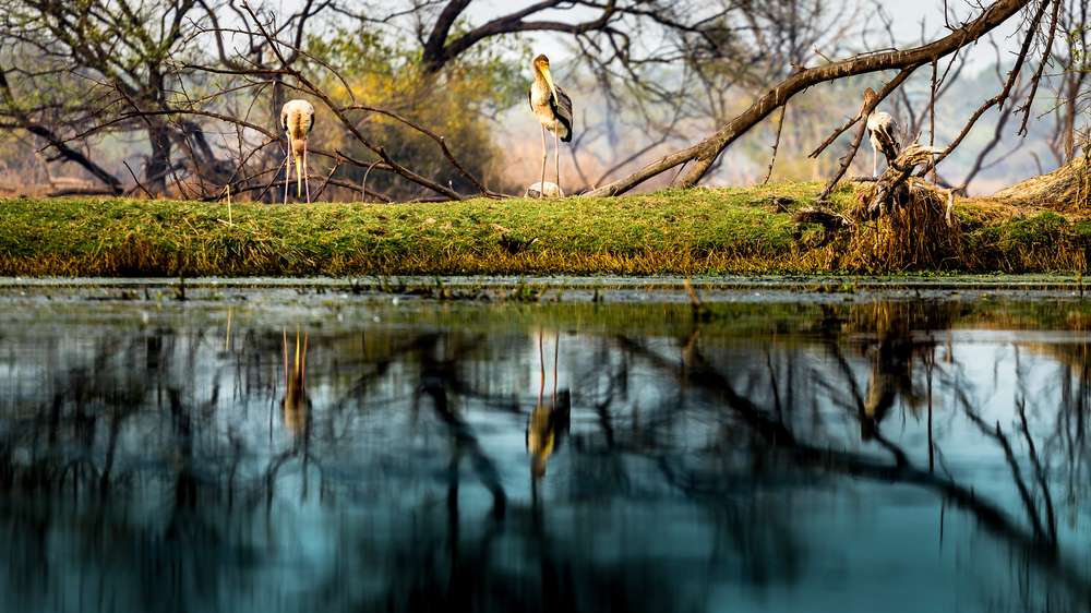 Tips For Visitors To Bharatpur National Park