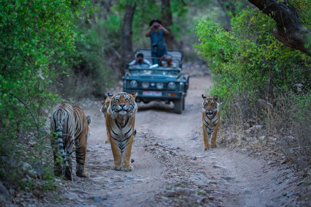 How To Reach Ranthambore