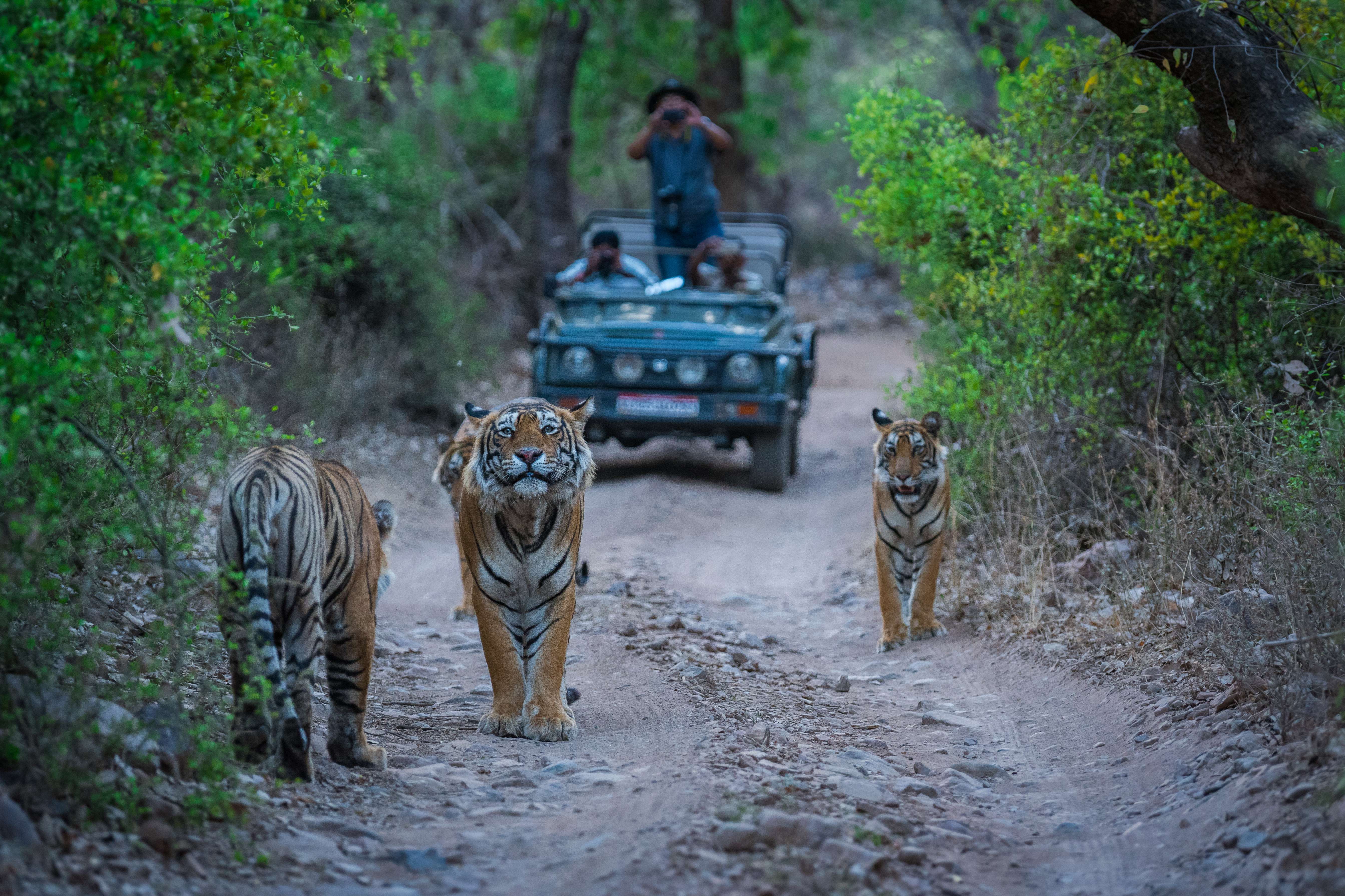 Sariska National Park