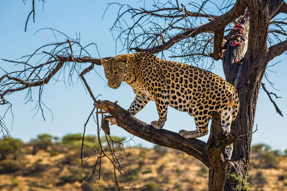 Mount Abu Wildlife Sanctuary