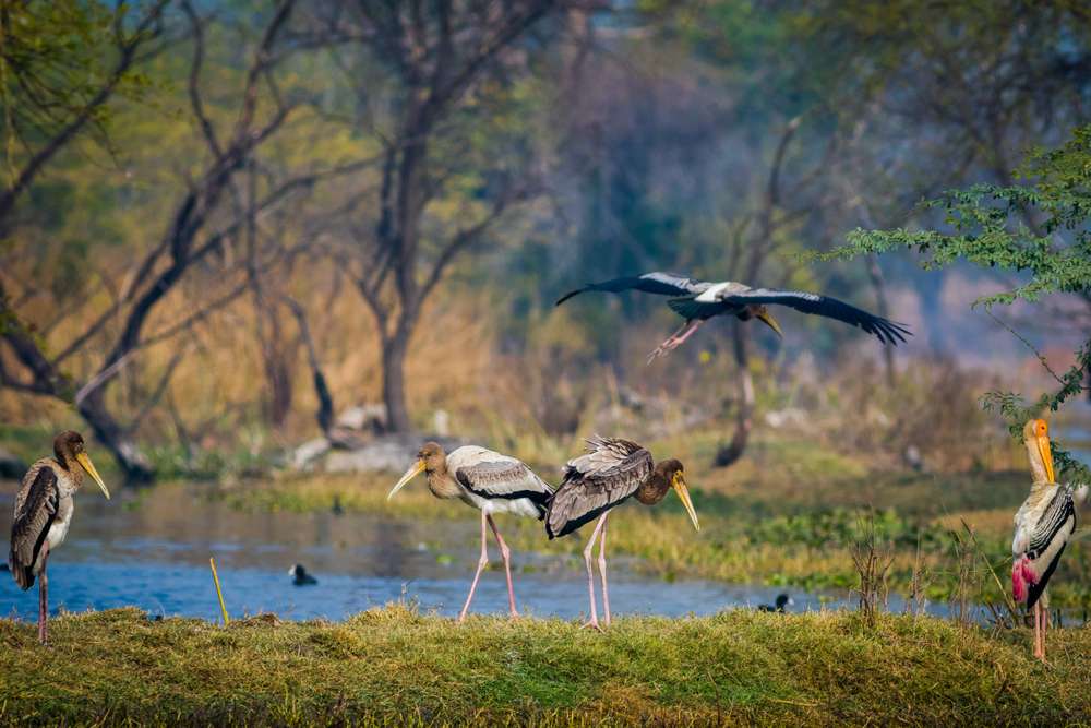 Keoladeo National Park