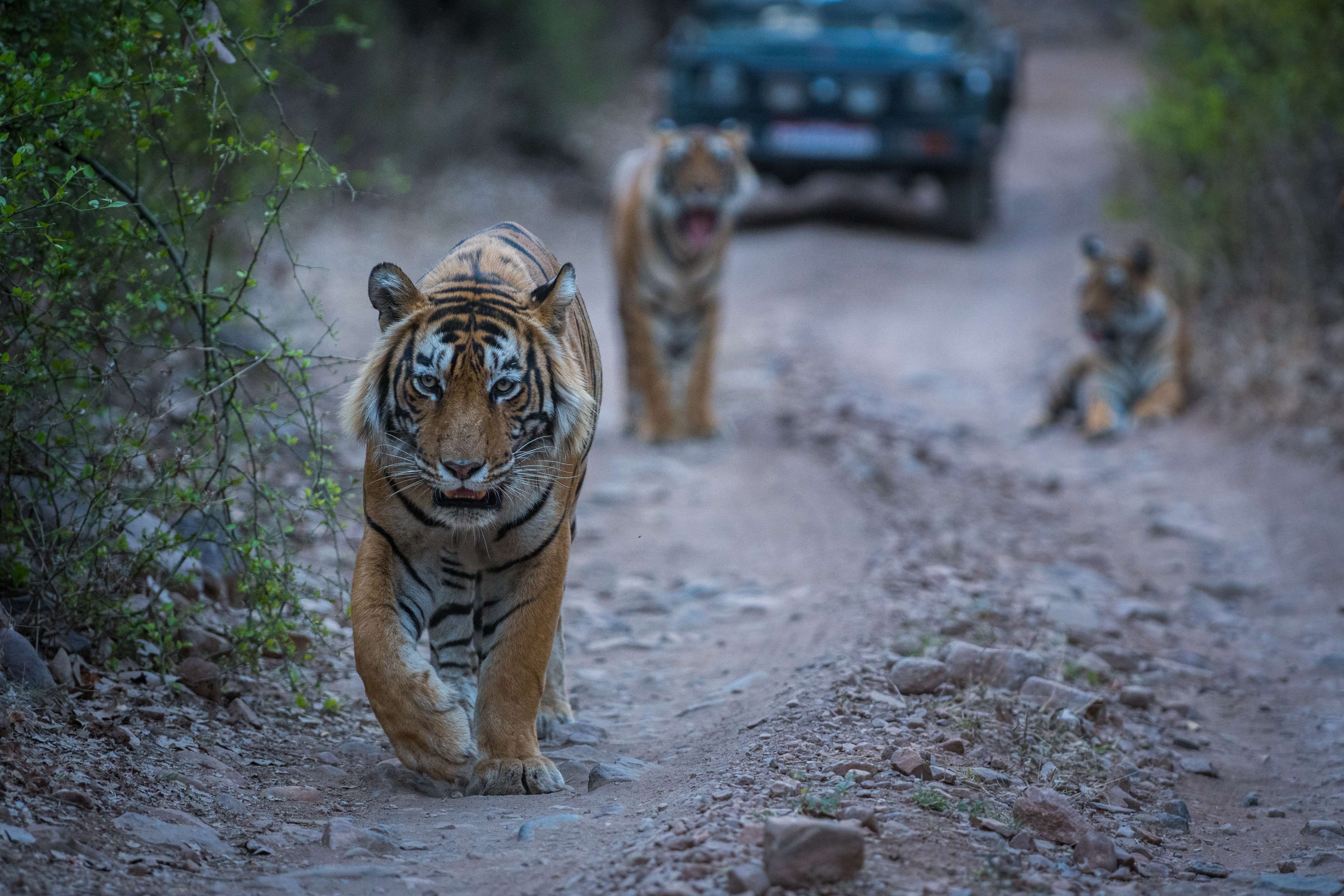 Ranthambore Tiger Reserve