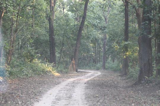 Nature Walk in Valmiki Nagar Tiger Reserve | Book Now @33% off
