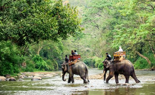 Elephant Safari in Valmiki Nagar | Book Now @26% off