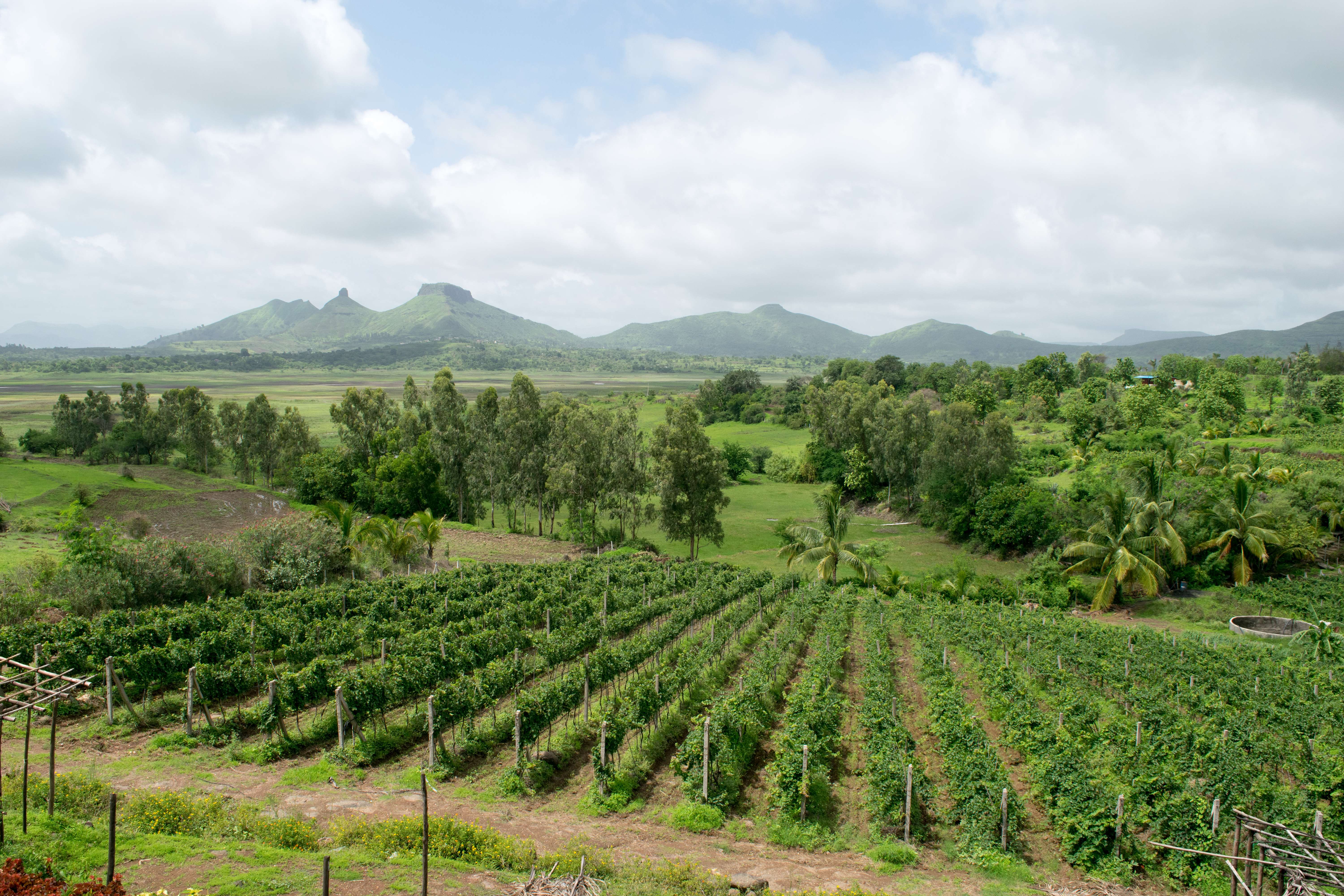 Chateau d'Ori Vineyard