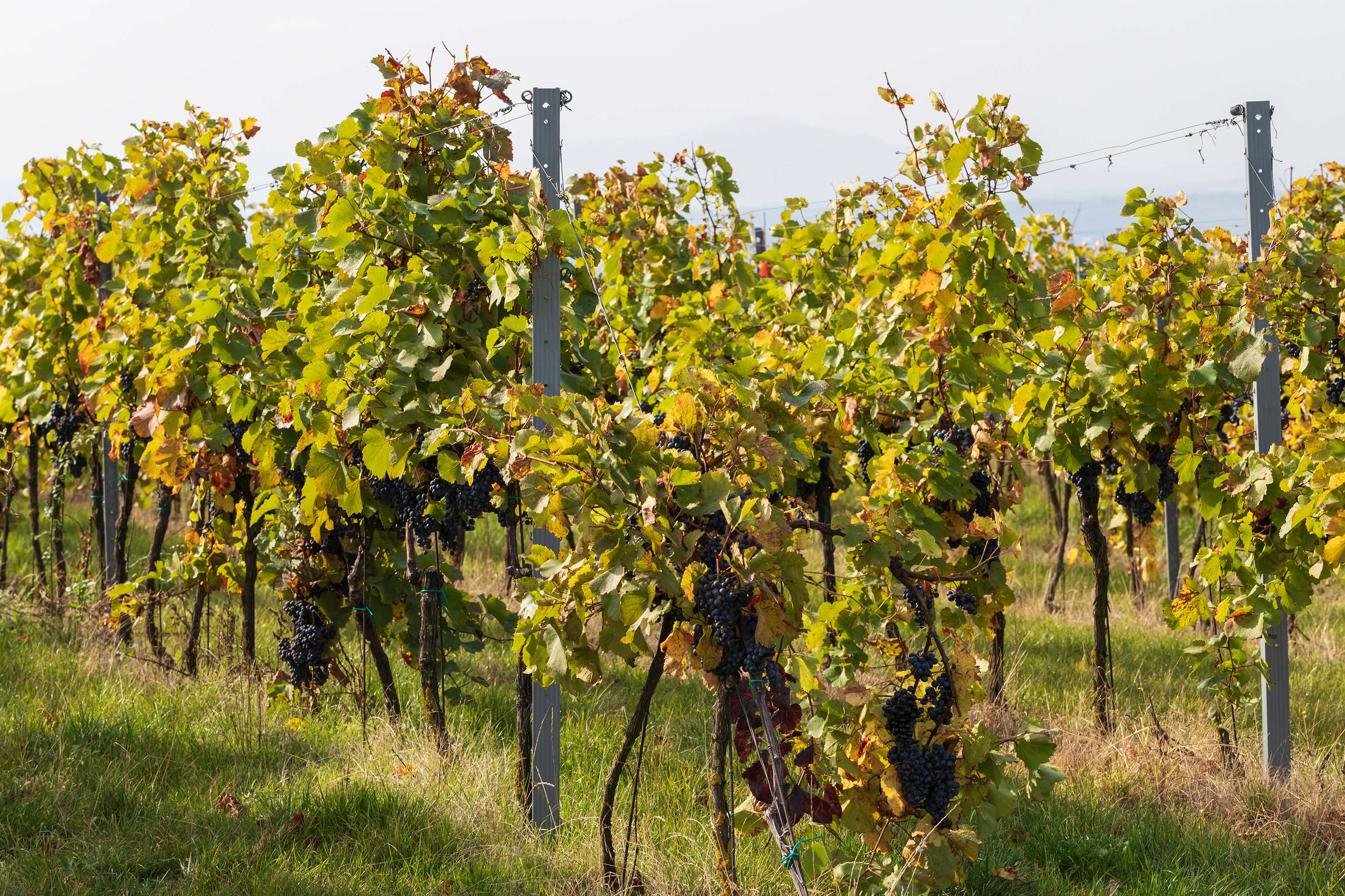 Grape Berry Vineyards