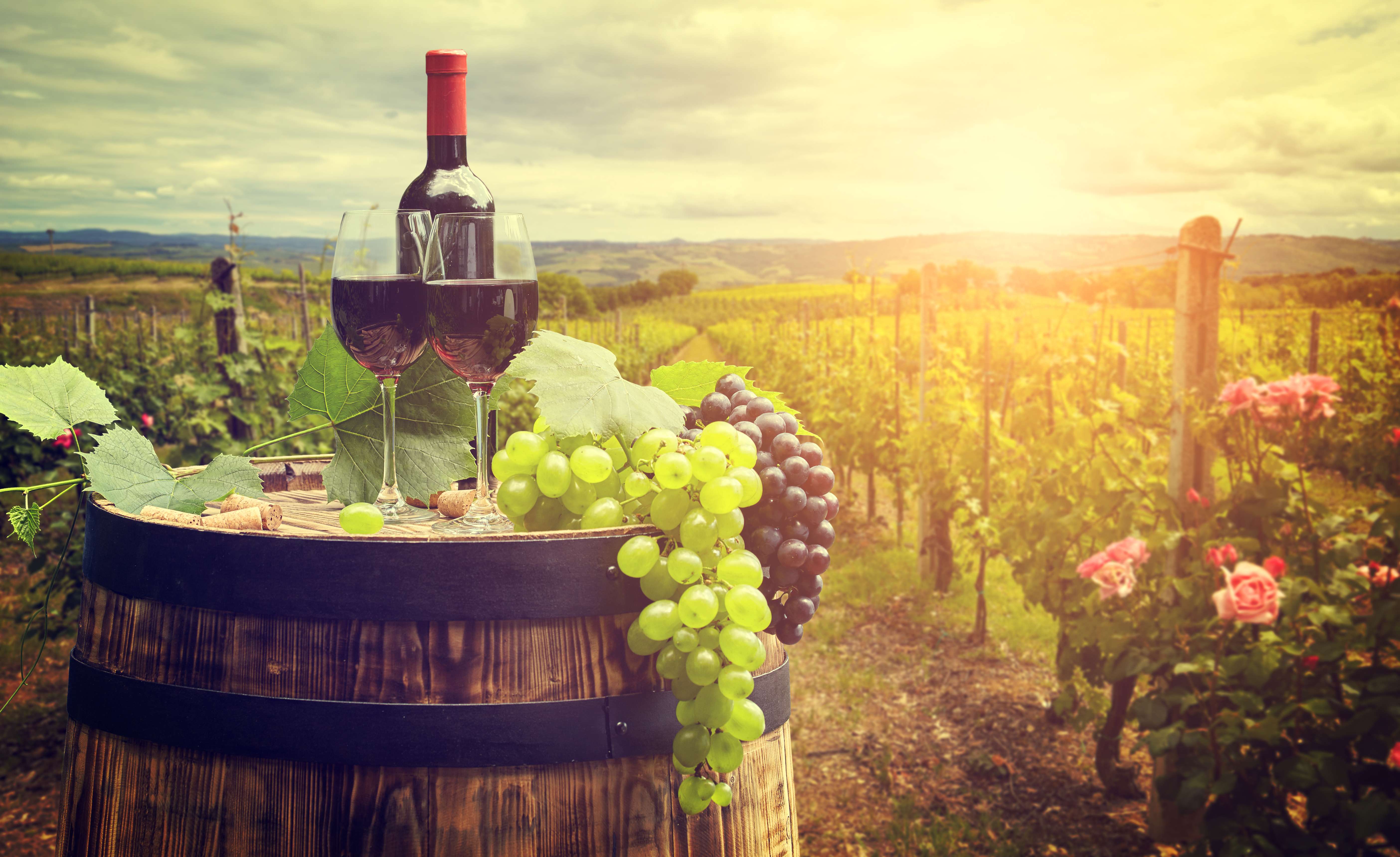 10 Vineyards in Nashik Every Wine Lover Must Visit in {{year}}