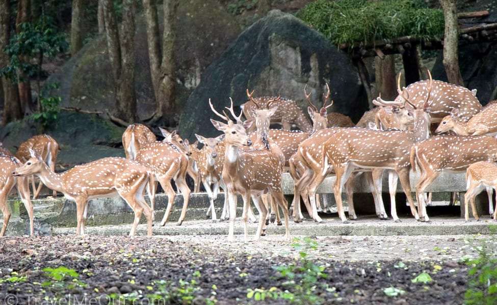Lion Safari Wildlife Park