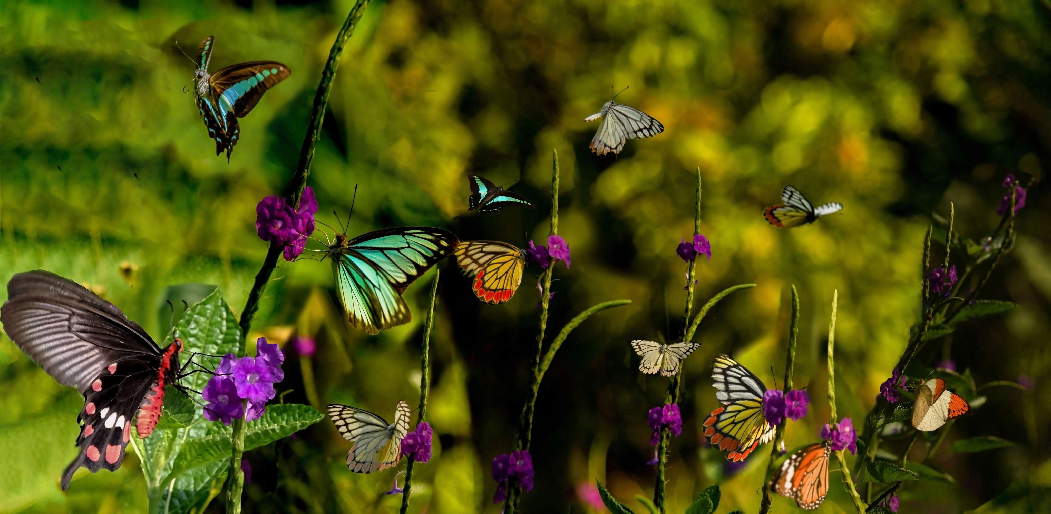 Ovalekar Wadi Butterfly Garden