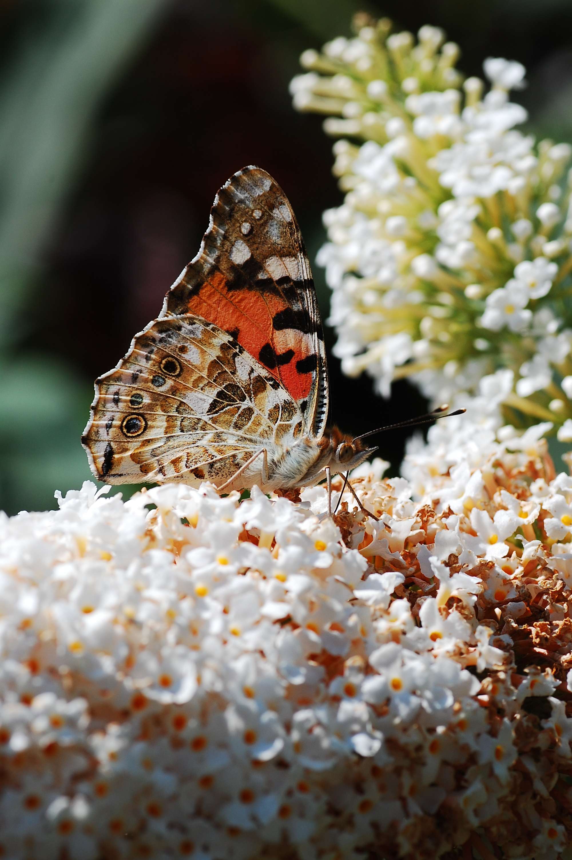 Elvis Butterfly Garden
