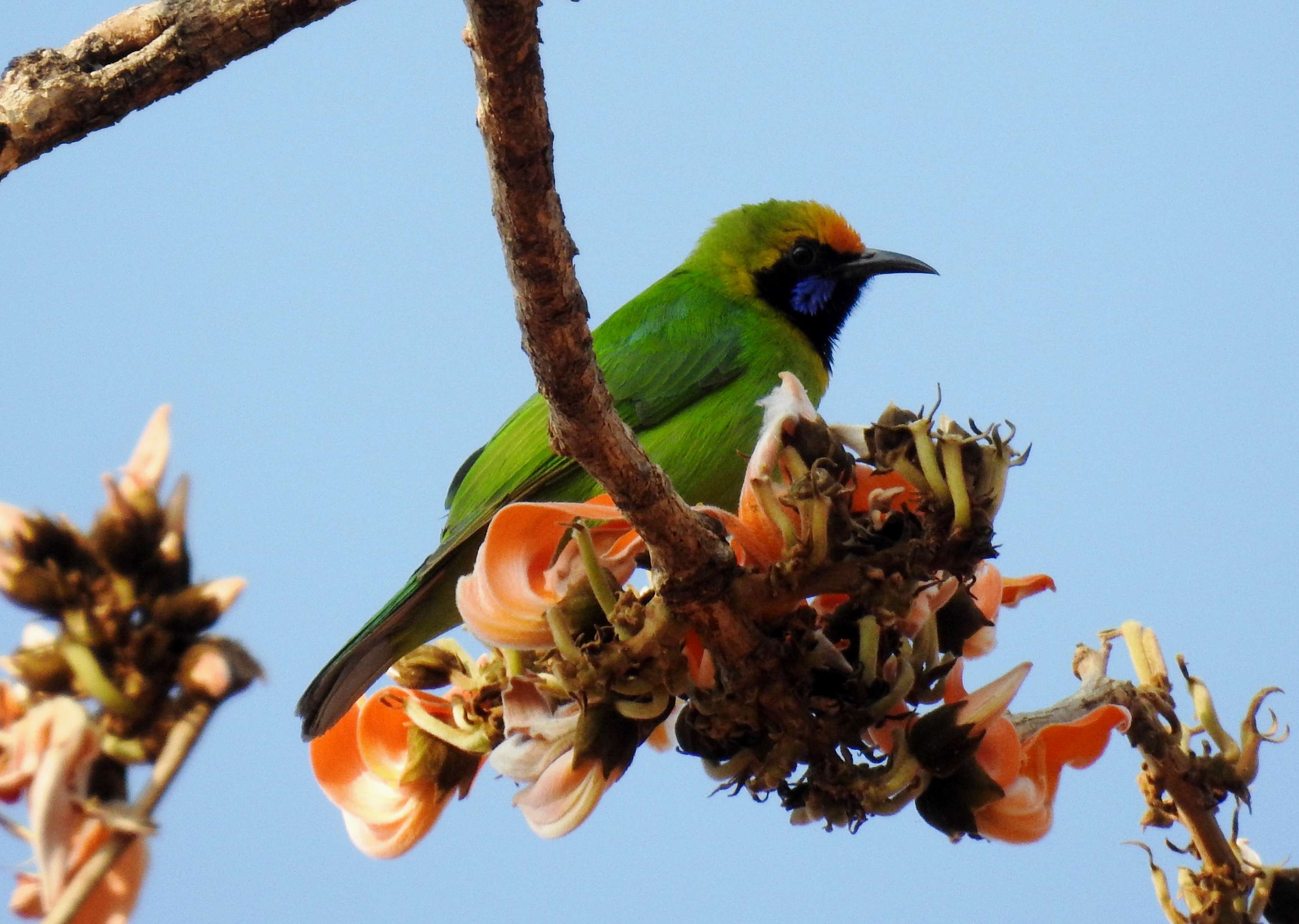 Tansa Wildlife Sanctuary