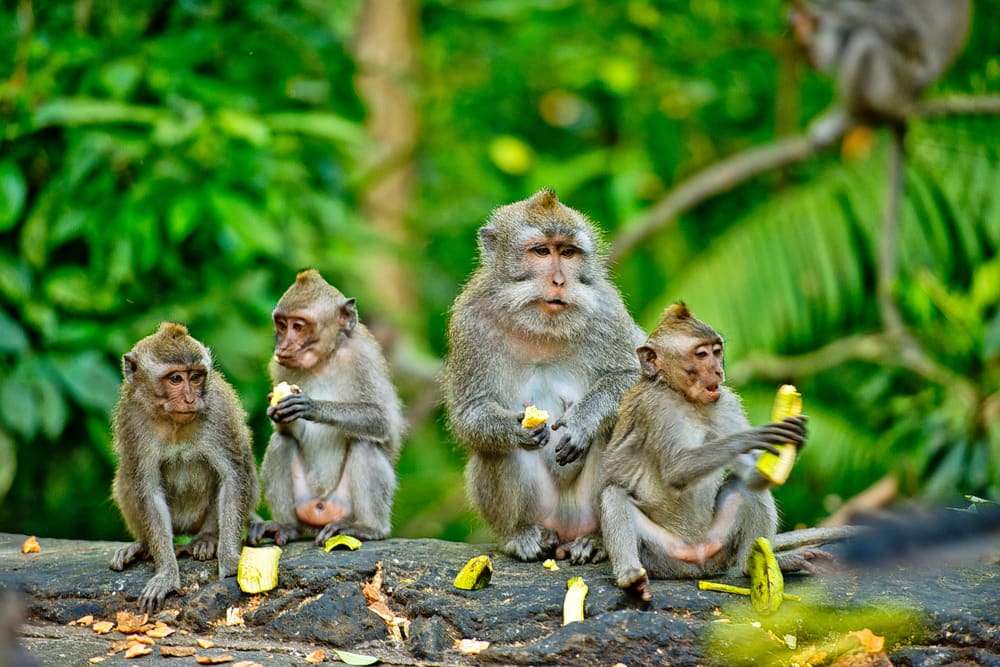 Ubud Monkey Forest