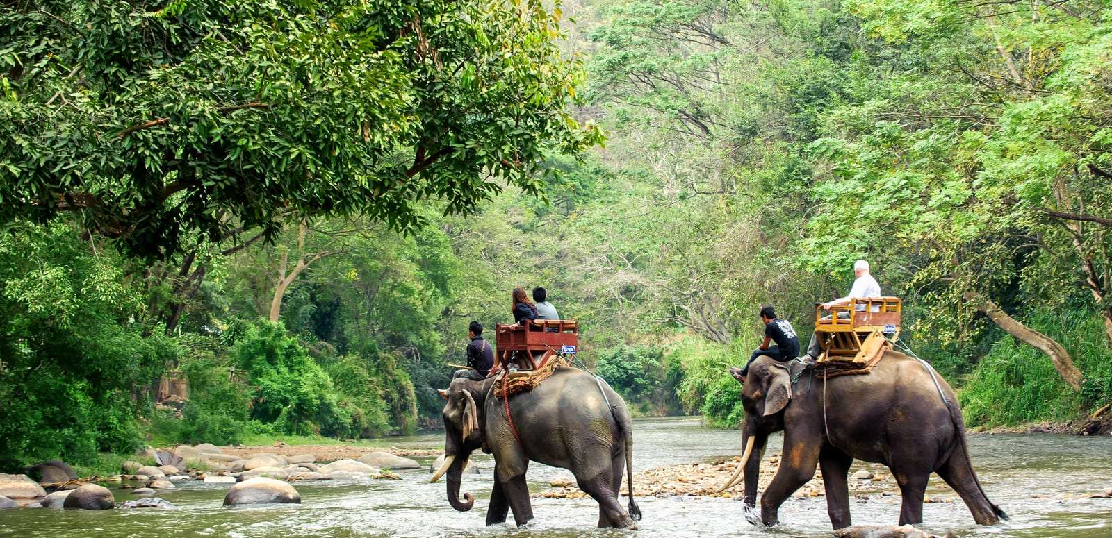 Elephant Safari Park