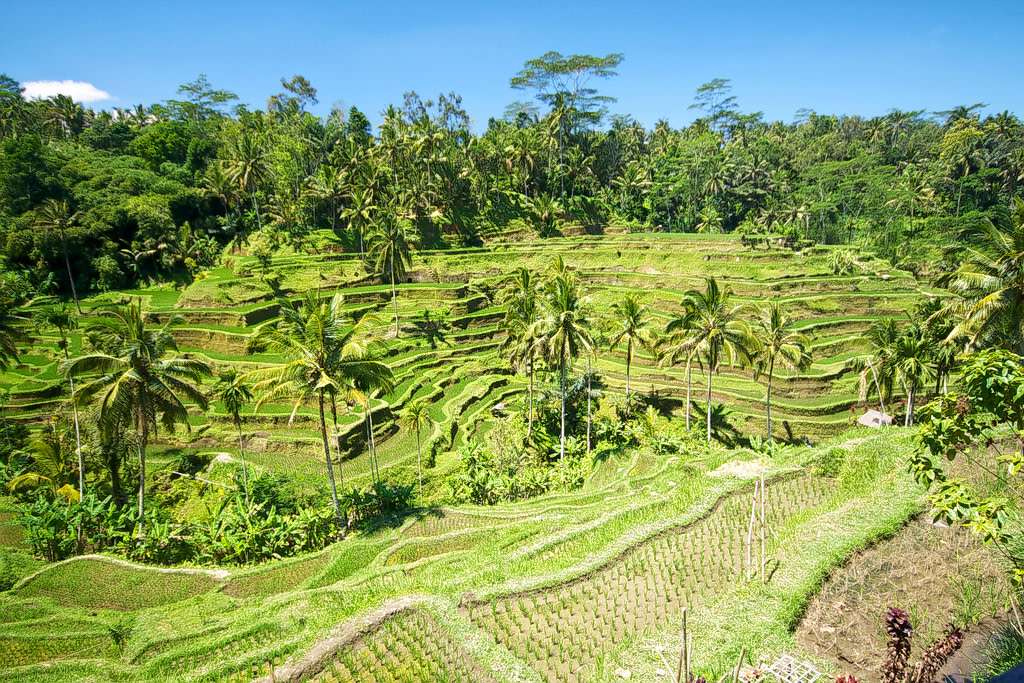 Tegallalang Rice Terraces