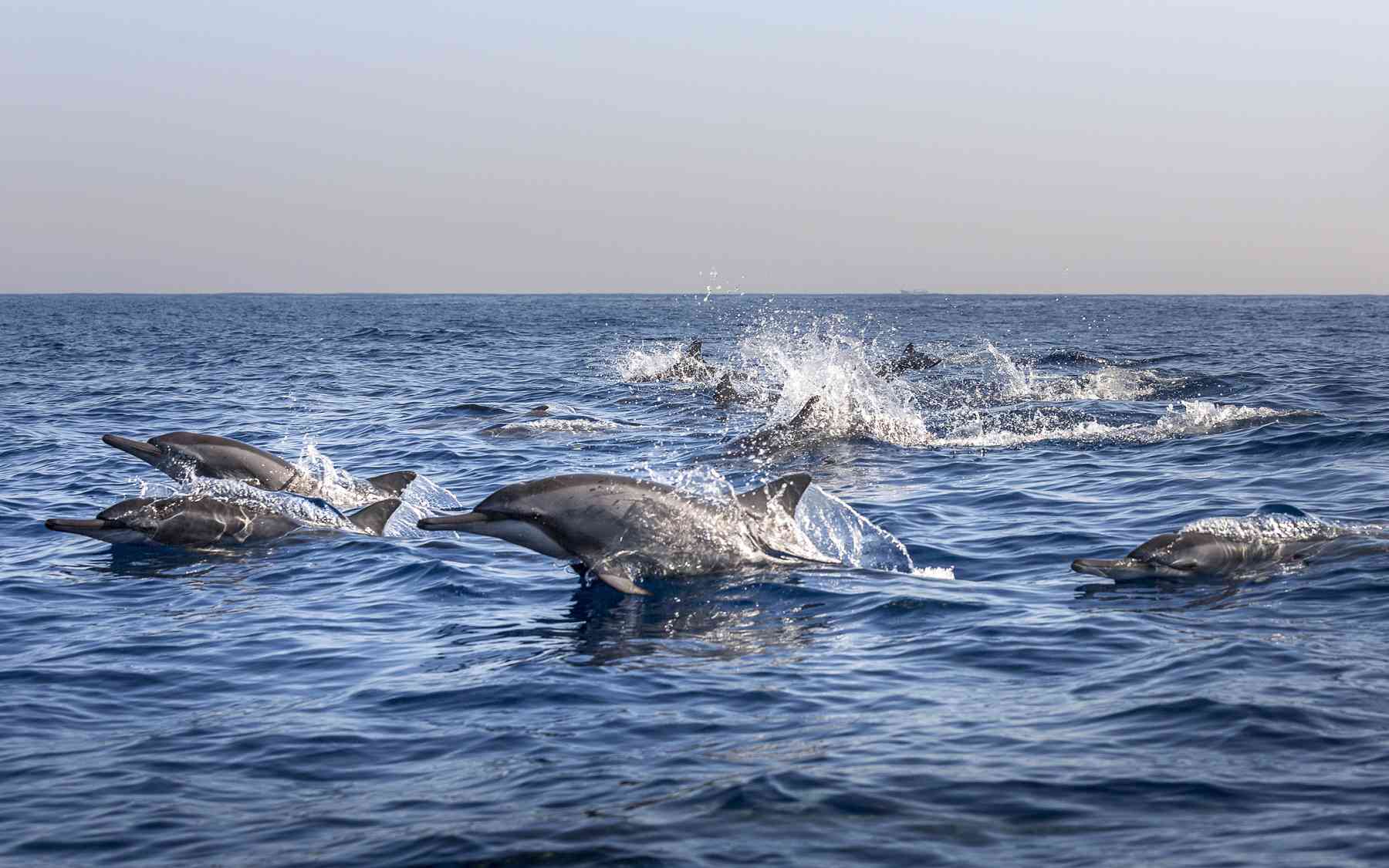 Watch Dolphins at Lovina Beach