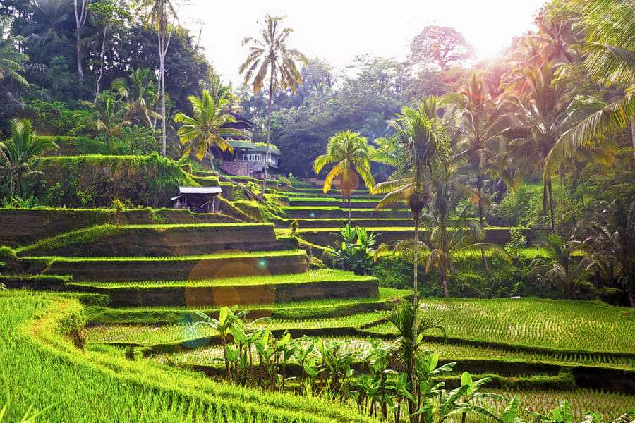 Enjoy Tegalalang Rice Terrace