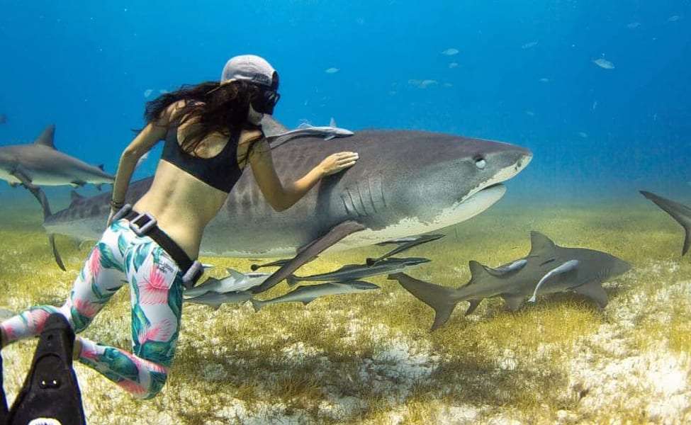 Swim with Sharks at Shark Island