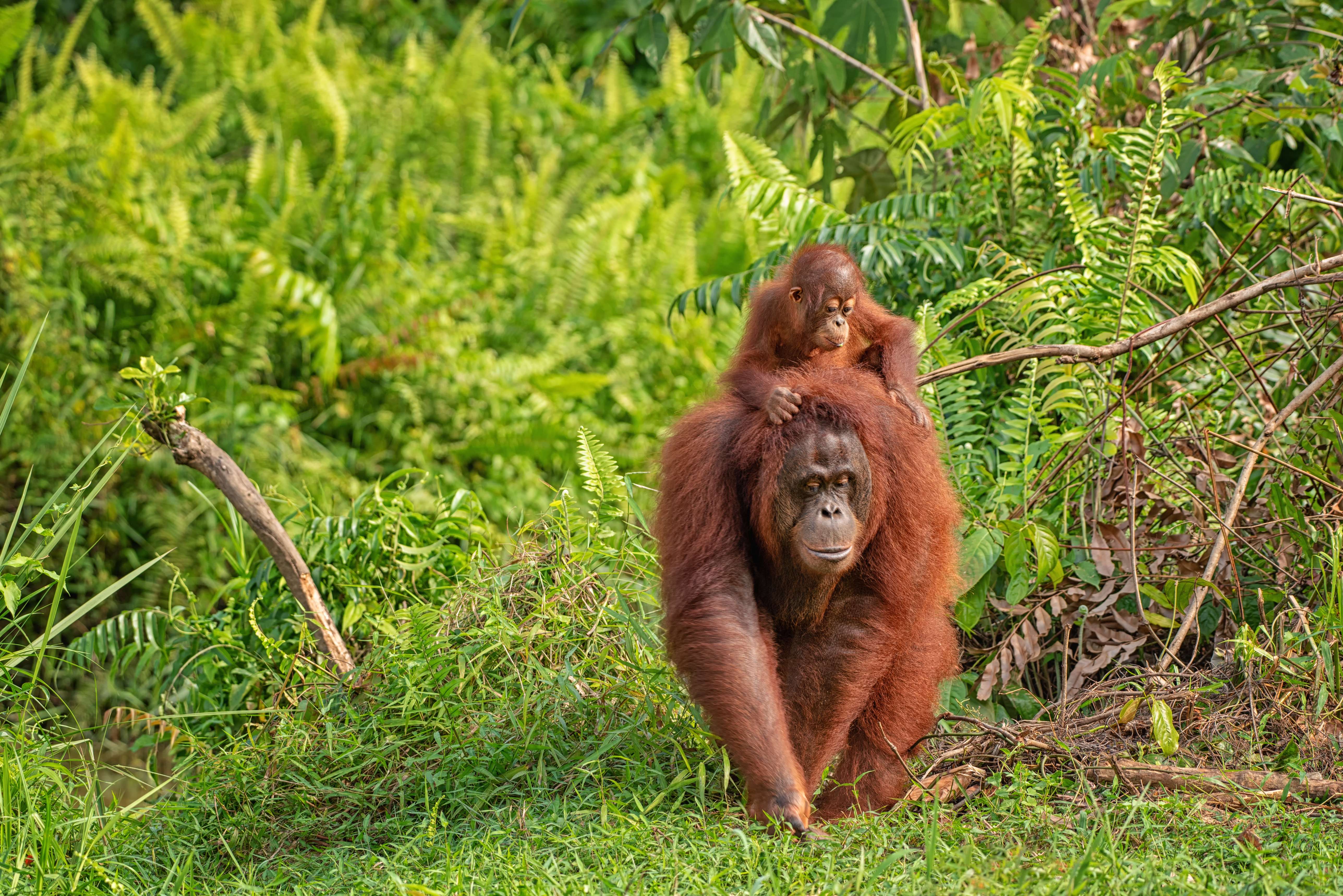 Orangutans of Borneo