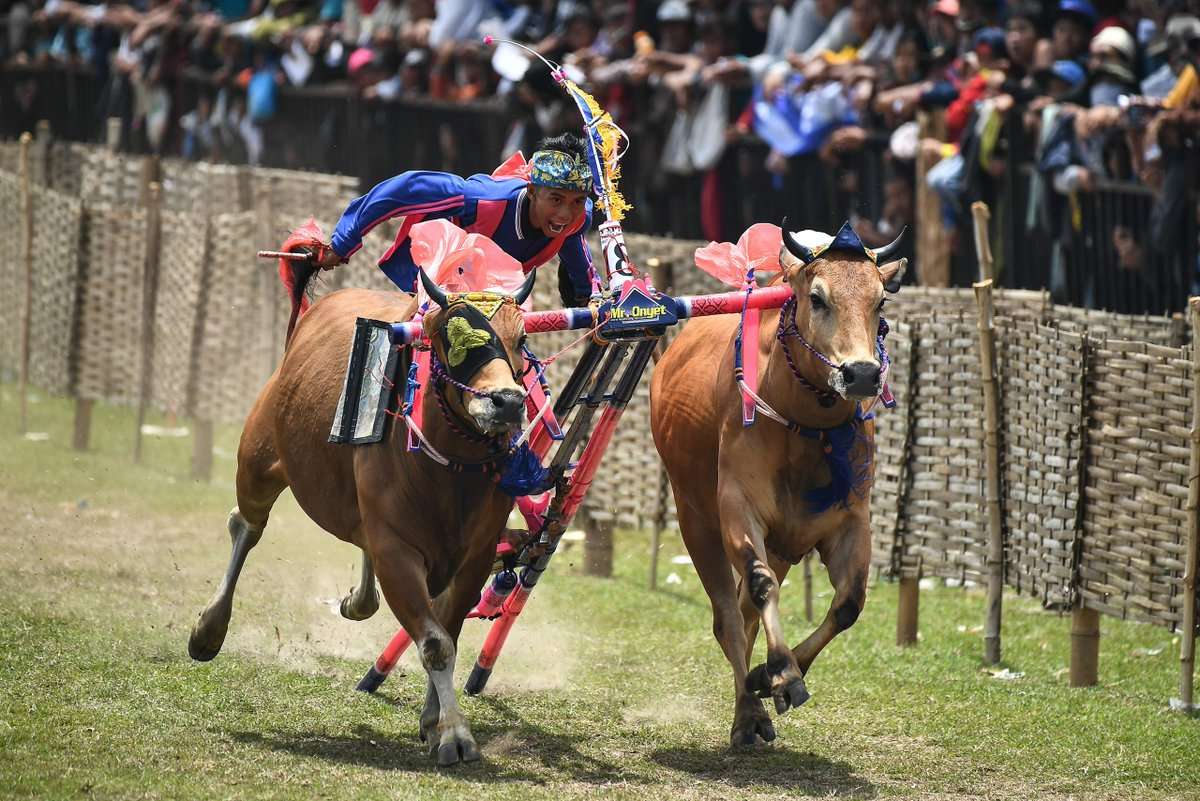 The Bull Races on Madura