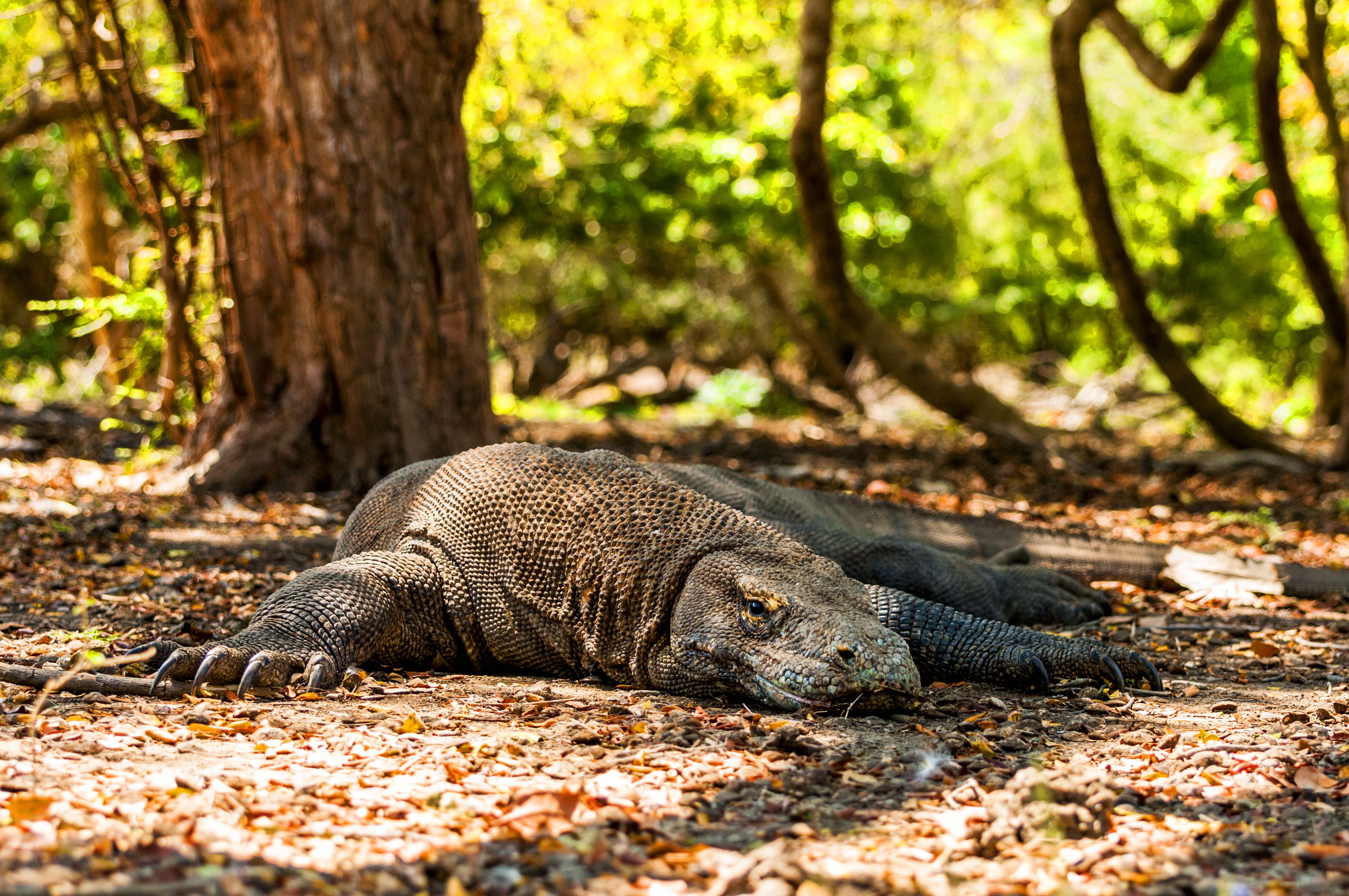 Komodo National Park
