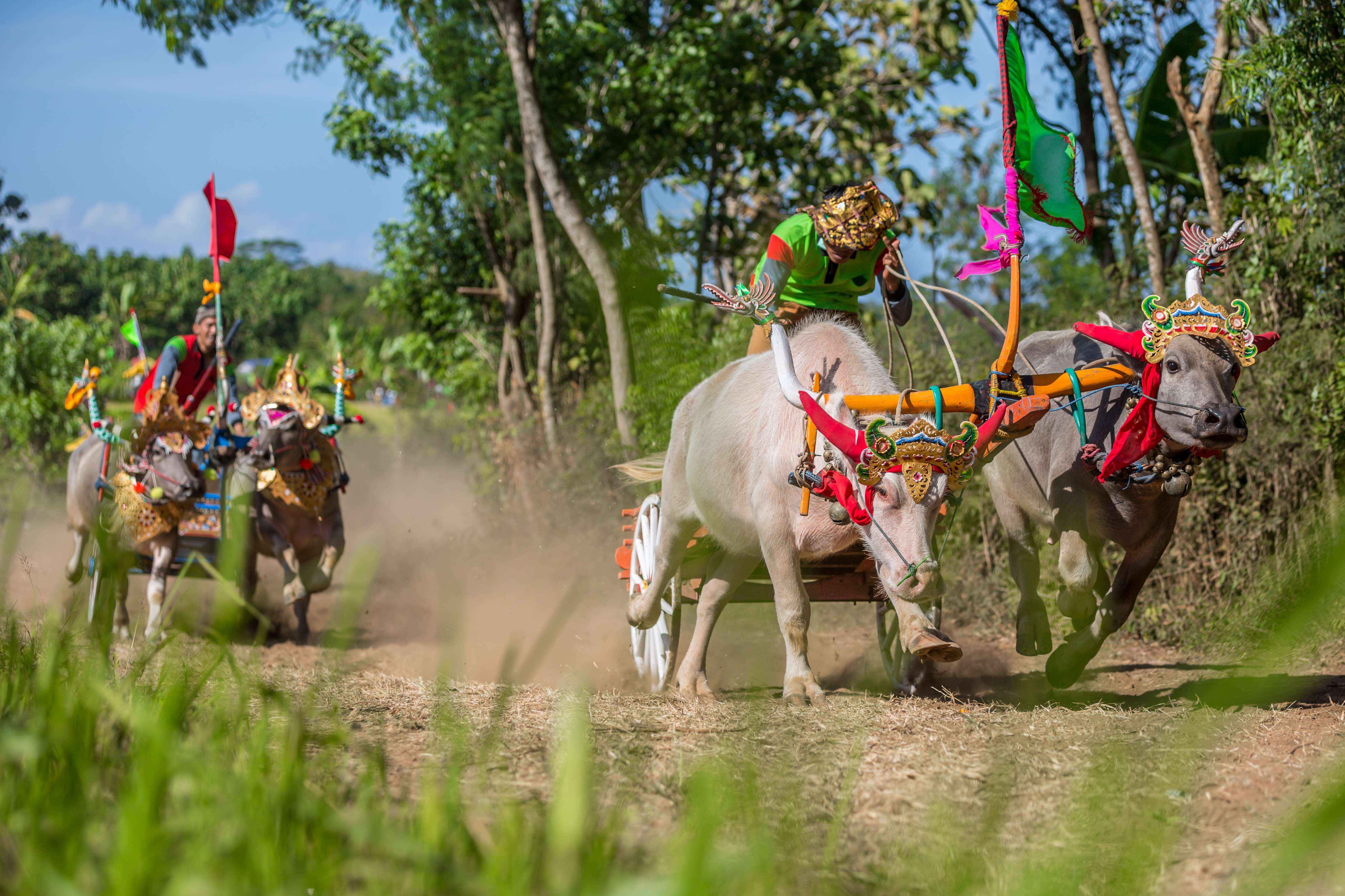 Attend a Buffalo Race in Negara