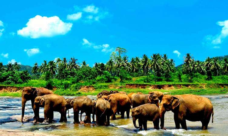 See Pinnawala Elephant Orphanage