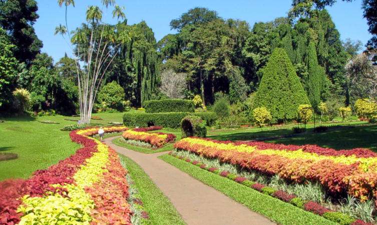 Visit Peradeniya Botanical Gardens
