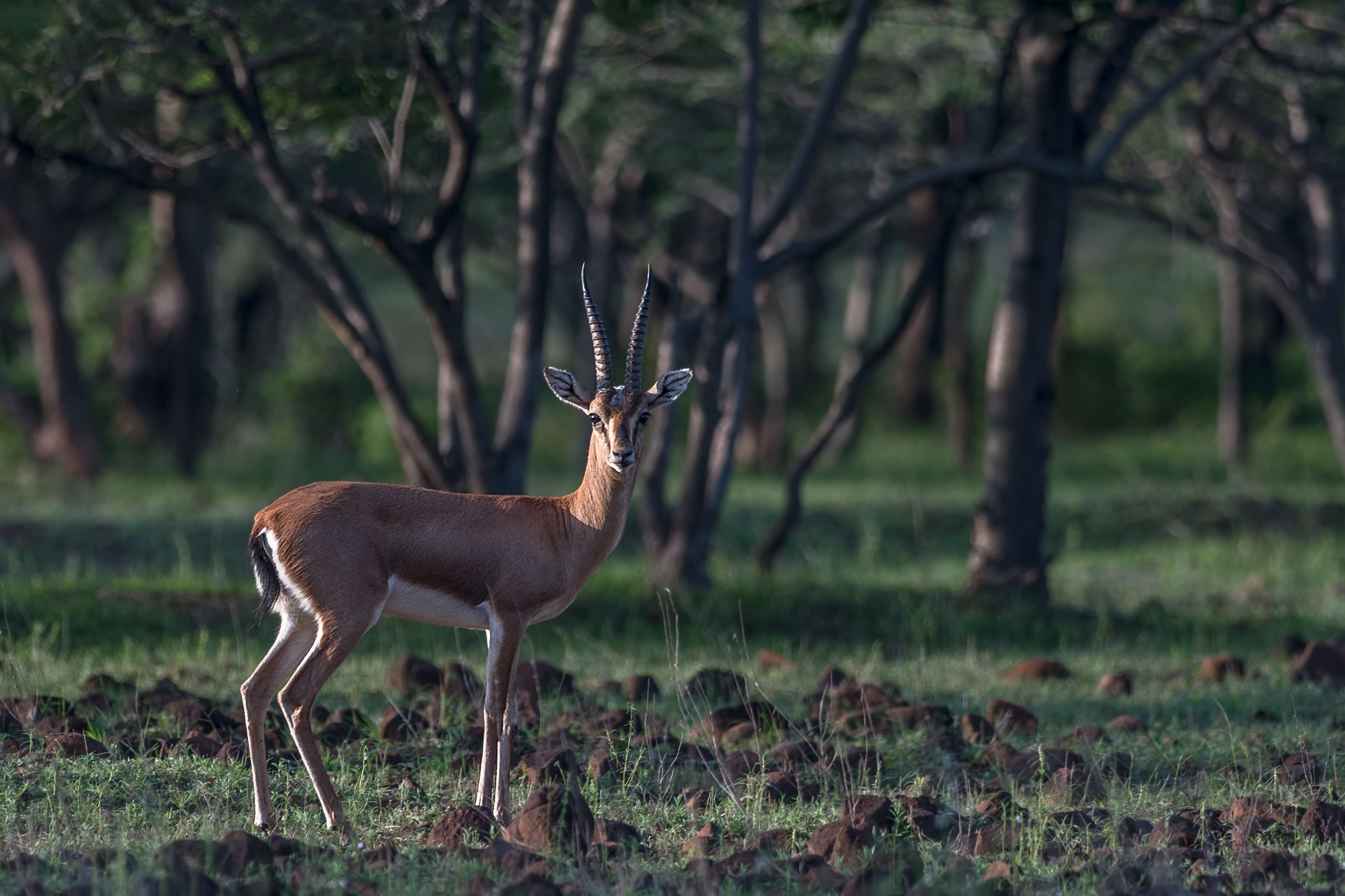 Mayureshwar Wildlife Sanctuary