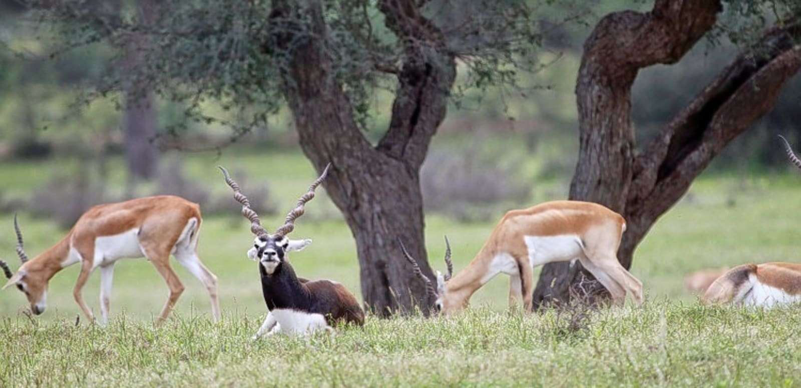 Rehekuri Blackbuck Sanctuary