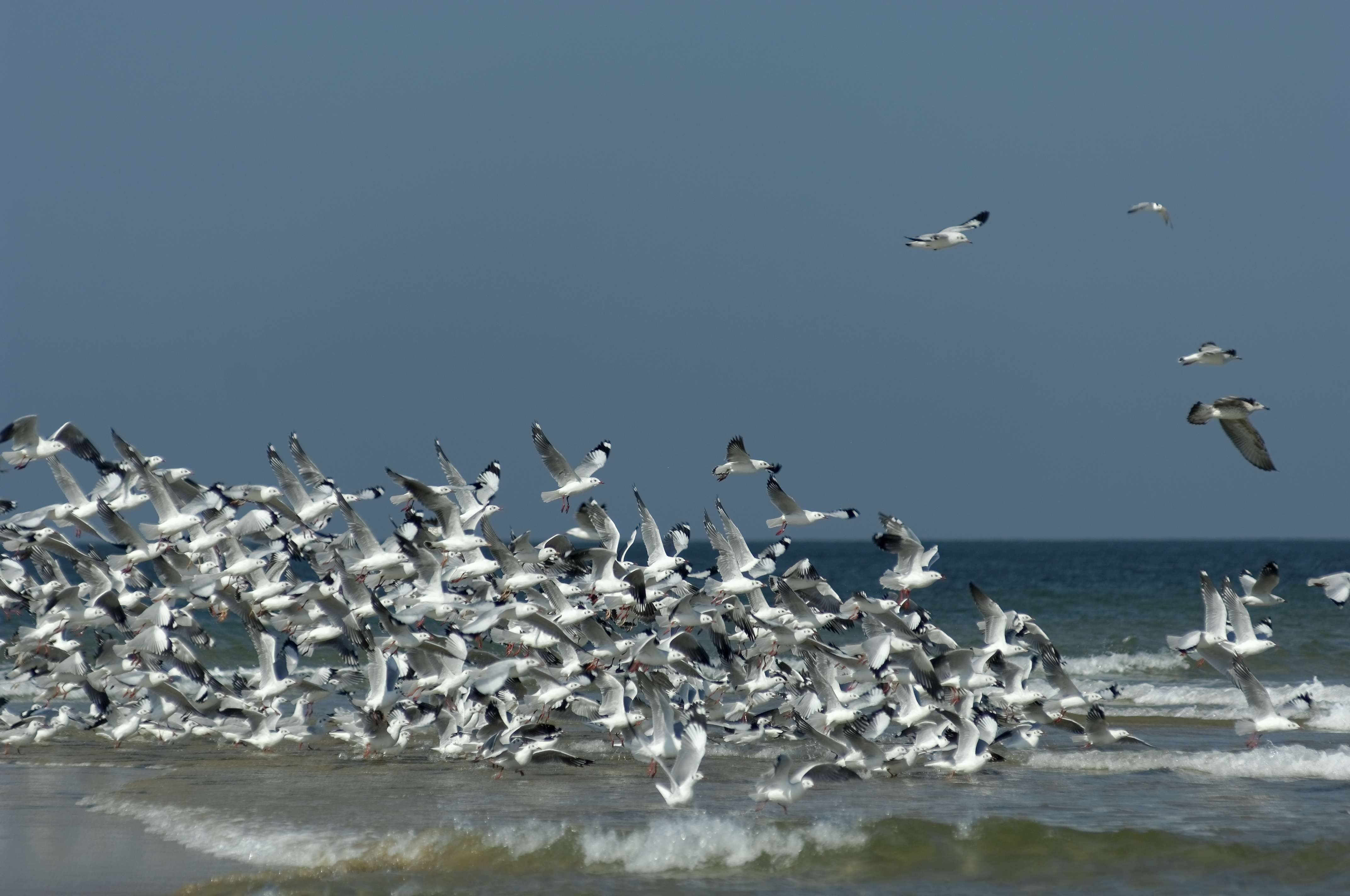Malvan Marine Wildlife Sanctuary