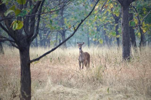 Dnyanganga Wildlife Sanctuary